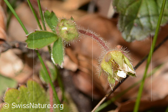 Photo: Potentilla sterilis. Leaves, stem and blossom. View from the side.