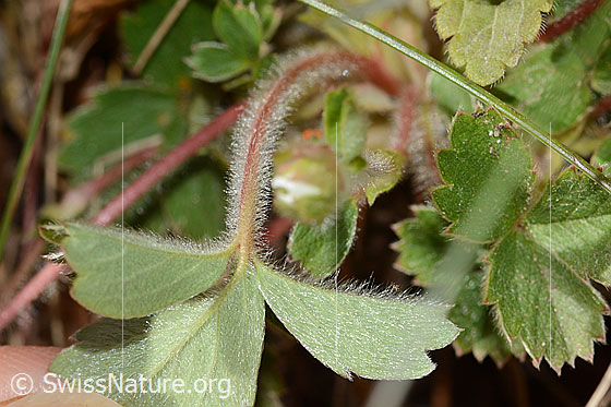 Foto: Erdbeer-Fingerkraut (Potentilla sterilis). Blattunterseite und Blattstiel.