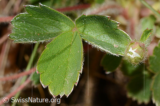 Photo: Potentilla sterilis. Leaves. Leaf top.