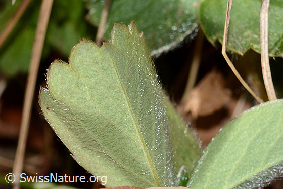Photo: Potentilla sterilis. Leaf underside.