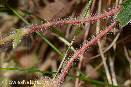 Foto: Erdbeer-Fingerkraut (Potentilla sterilis).