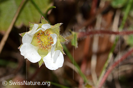 Foto: Erdbeer-Fingerkraut (Potentilla sterilis). Halb geschlossene Blüte. Ansicht von oben.