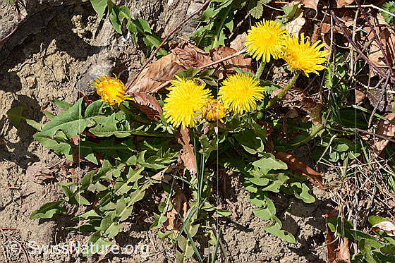 Photo: Taraxacum officinale. Whole plant (habit). Höhe = 17cm.