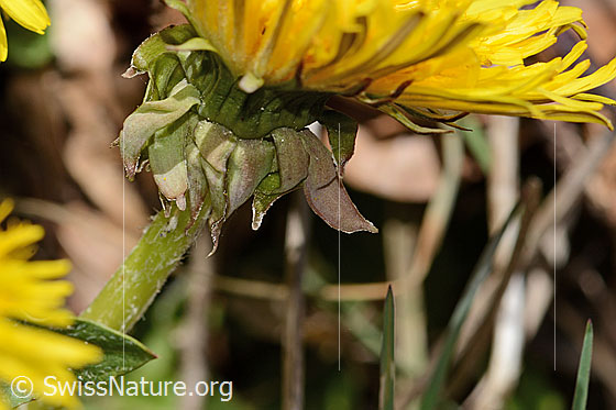 Photo: Taraxacum officinale. Stem and blossom. View from the side.