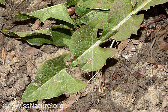 Photo: Taraxacum officinale. Leaf. View from above.