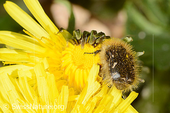 Photo: Tropinota hirta on Taraxacum officinale. View diagonally from behind.