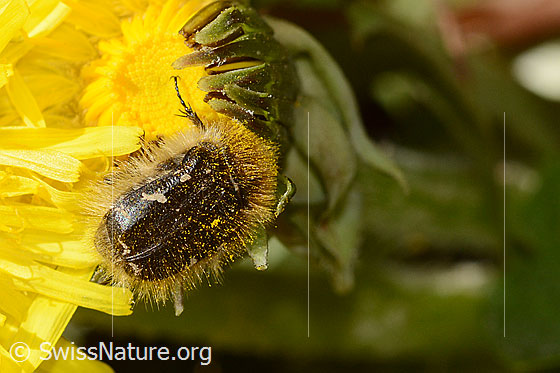 Photo: Tropinota hirta on Taraxacum officinale. View from above.