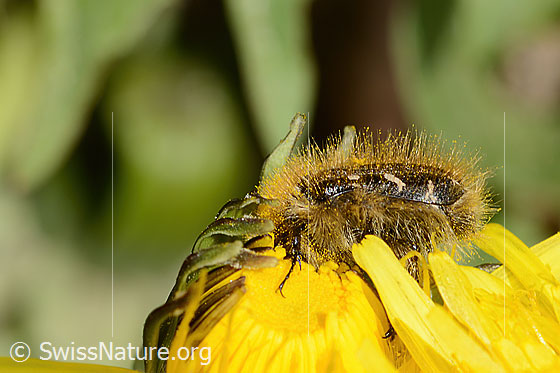Photo: Tropinota hirta on Taraxacum officinale. View from the side.