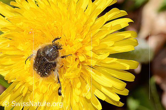 Photo: Tropinota hirta on Taraxacum officinale. View from top front.