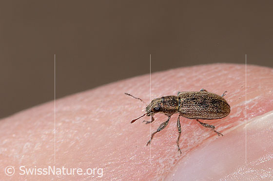 Photo: Sitona lineatus. Length 4mm. View from diagonally above.