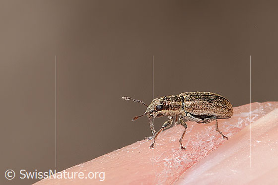 Photo: Sitona lineatus. Length 4mm. View from the side.