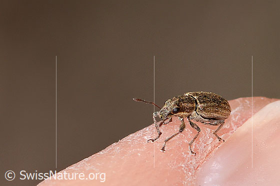 Photo: Sitona lineatus. Length 4mm. View from side front.