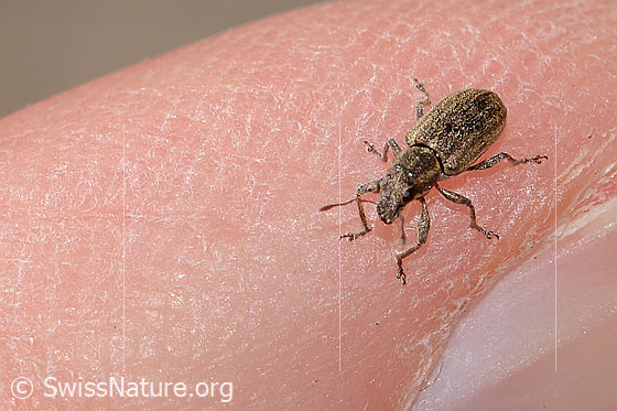 Photo: Sitona lineatus. Length 4mm. View from top front.
