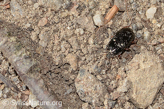Photo: Probably Amara familiaris. Length 7mm. View from top front.