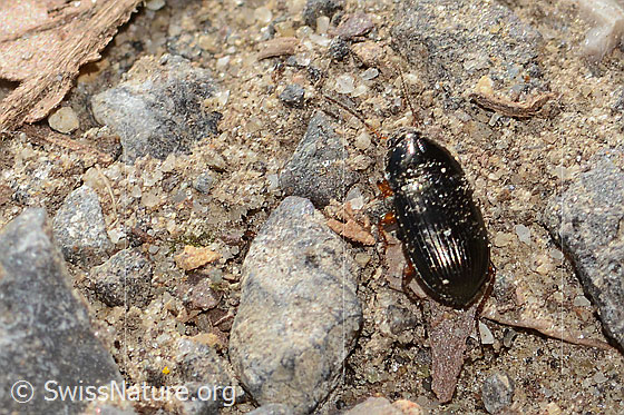 Foto: Wahrscheinlich Gelbbeiniger Kanalkäfer (Amara familiaris). Länge 7mm. Ansicht von oben.