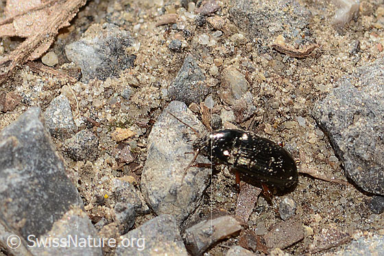 Photo: Probably Amara familiaris. Length 7mm. View from diagonally above.