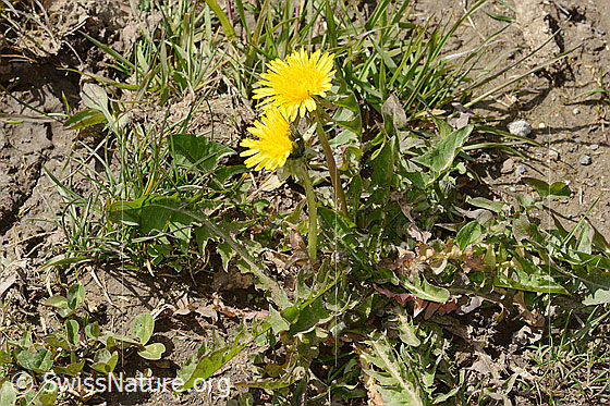 Photo: Taraxacum officinale. Whole plant (habitus). Height = 9cm.
