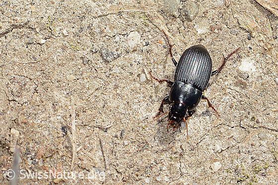 Photo: Probably Harpalus tardus. Length 11mm. View from above.