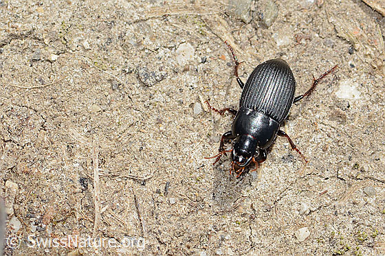 Gewöhnlicher Schnellläufer (Harpalus tardus) Gewöhnlicher Schnellläufer (Harpalus tardus)