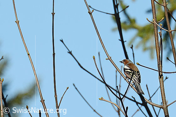Photo: Fringilla coelebs. Sitting on a branch. View from side back.