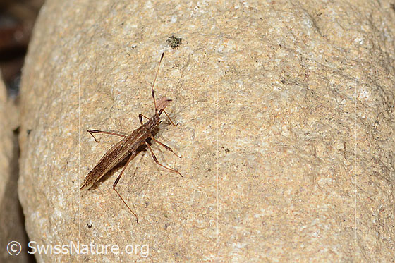 Photo: Berytinus minor. Length 6mm. View from diagonally above.