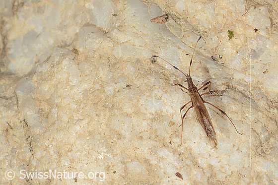 Kleine Stelzenwanze (Berytinus minor) Kleine Stelzenwanze (Berytinus minor)
