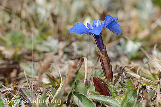 Photo: Gentiana verna. View from the side.