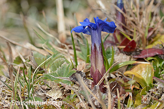 Photo: Gentiana verna. View from the side and below.