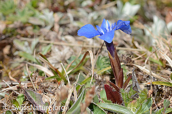 Photo: Gentiana verna. View from the side above.
