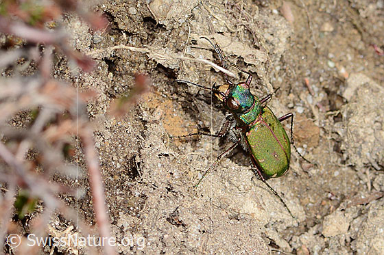 Photo: Cicindela campestris. View from the side above.