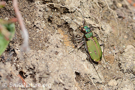 Photo: Cicindela campestris. View from the side above.