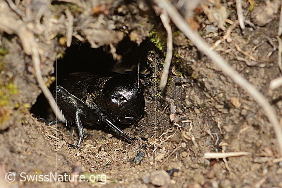 Photo: Gryllus campestris. View from side front.