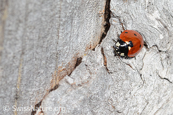 Photo: Coccinella septempunctata. View from the front.