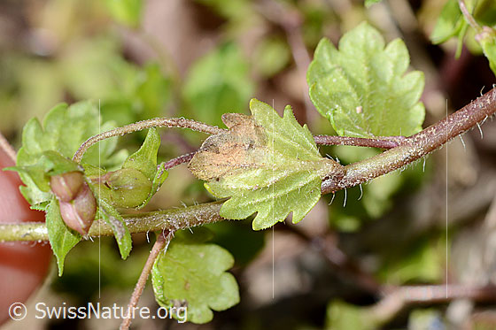 Photo: Veronica persica. Stem, leaves and fruit.