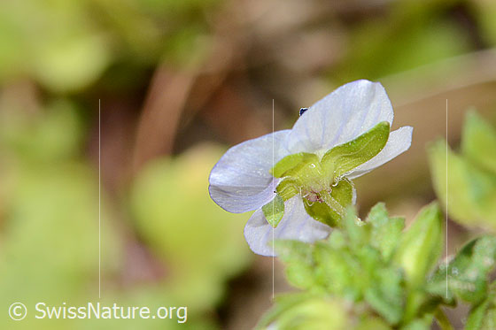 Photo: Veronica persica. Blossom. View from the side.