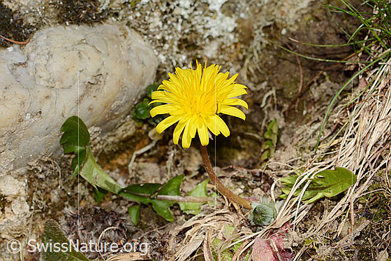 Photo: Taraxacum officinale. Whole plant (habit). Height = 5cm.
