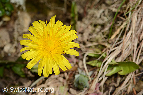 Photo: Taraxacum officinale. Blossom. View from above.
