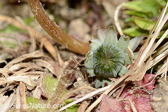 Photo: Taraxacum officinale. Bud and stem.