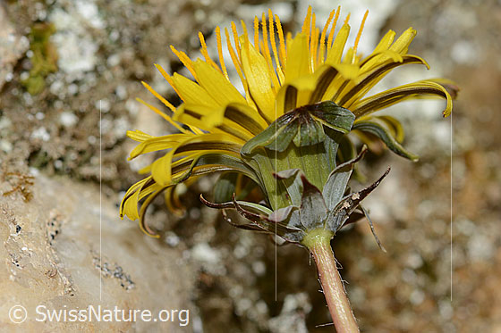 Photo: Taraxacum officinale. Stem and blossom. View from diagonally below.