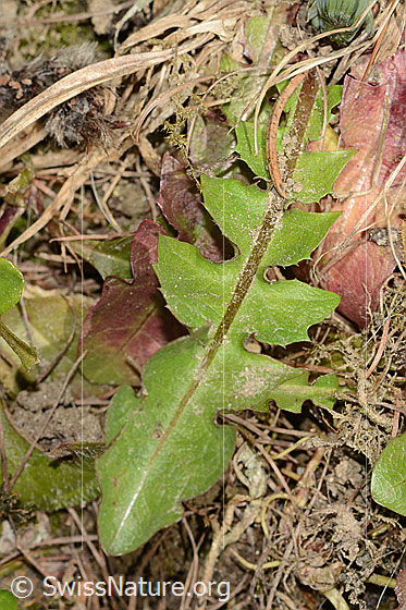 Photo: Taraxacum officinale. Leaf. Leaf top.