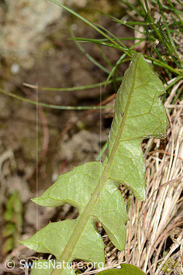 Photo: Taraxacum officinale. Leaf underside.