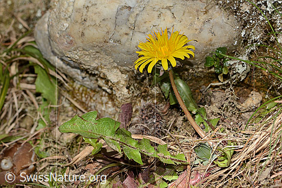 Photo: Taraxacum officinale. Whole plant (habit). View from the side.
