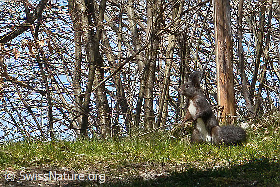 Photo: Sciurus vulgaris. The squirrel has sat up and is watching the photographer.