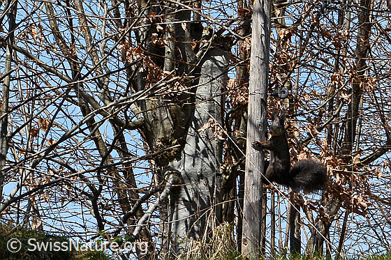 Photo: Sciurus vulgaris. The squirrel is clinging to a post and watching the photographer.