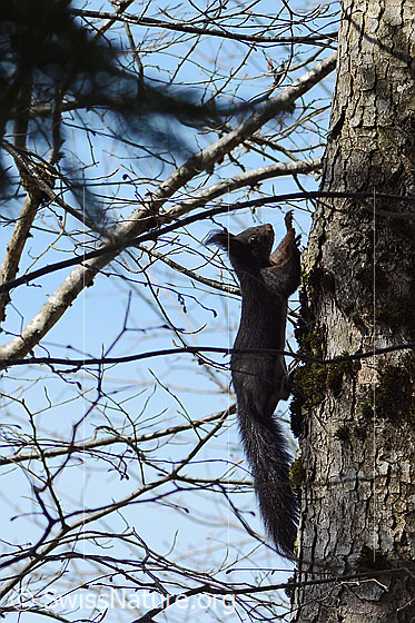 Photo: Sciurus vulgaris. The squirrel scurries up the tree trunk.