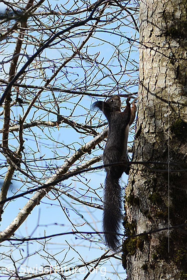 Photo: Sciurus vulgaris. The squirrel runs up the tree trunk.