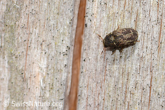Bunter Eschenbastkäfer (Hylesinus varius) Bunter Eschenbastkäfer (Hylesinus varius)