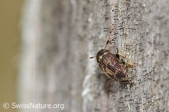 Foto: Bunter Eschenbastkäfer (Hylesinus varius). Länge 3mm. Wird auch Leperisinus varius oder Leperisinus fraxini genannt. Ansicht von hinten oben.