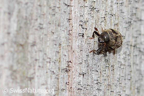 Foto: Bunter Eschenbastkäfer (Hylesinus varius). Länge 3mm. Wird auch Leperisinus varius oder Leperisinus fraxini genannt. Ansicht von vorne.