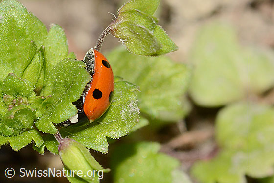 Photo: Coccinella septempunctata. Anicht from the side.